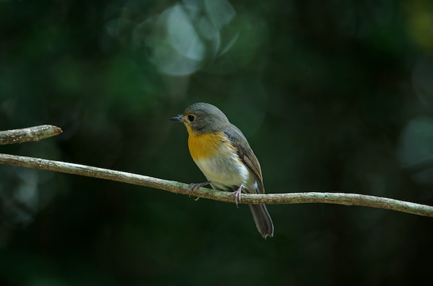 Tickell's blue-flycatcher perching on a branch