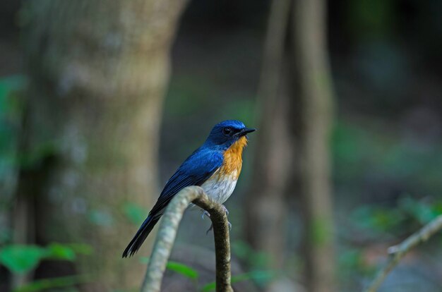 Tickell's blue-flycatcher perching on a branch