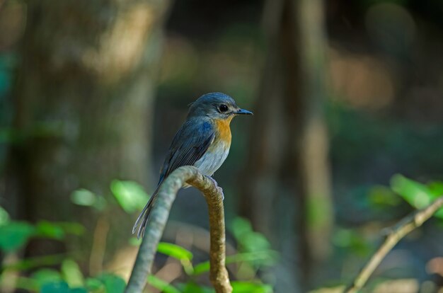 Tickell's blue-flycatcher perching on a branch