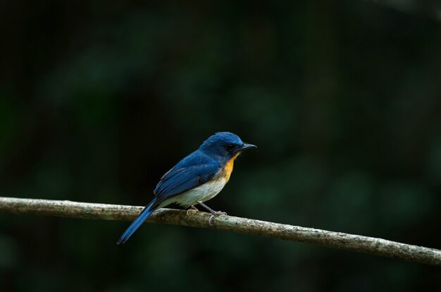 Tickell's blue-flycatcher perching on a branch