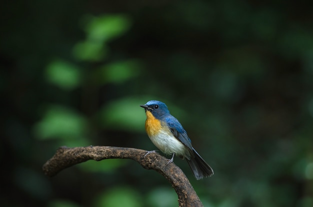 Tickell's blue-flycatcher perching on a branch