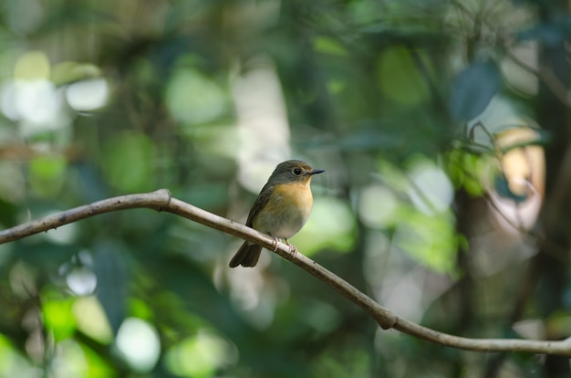 Tickell&#39;s Blue Flycatcher zat op een boomtak