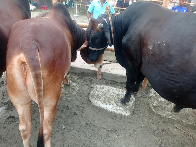 फोटो tide up cows in cow market closeup view