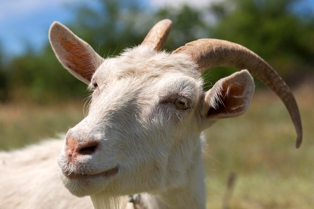 Tied homemade goat grazing on pasture