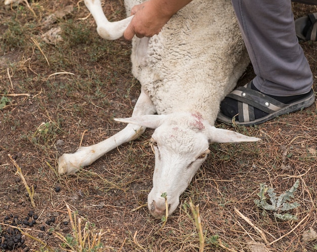 tied legs of a white ram