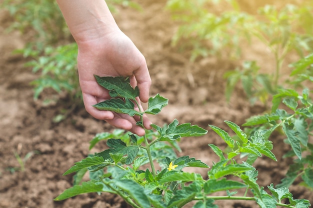 Tiener meisje raakt handen met groene planten in de tuin