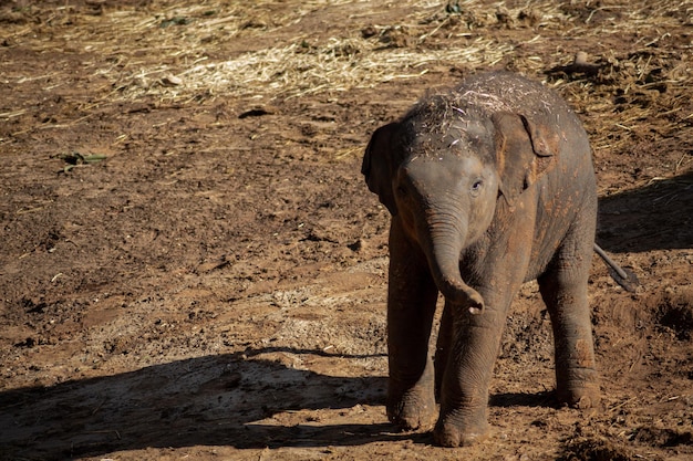 Tiener olifant wandeling in de dierentuin buiten