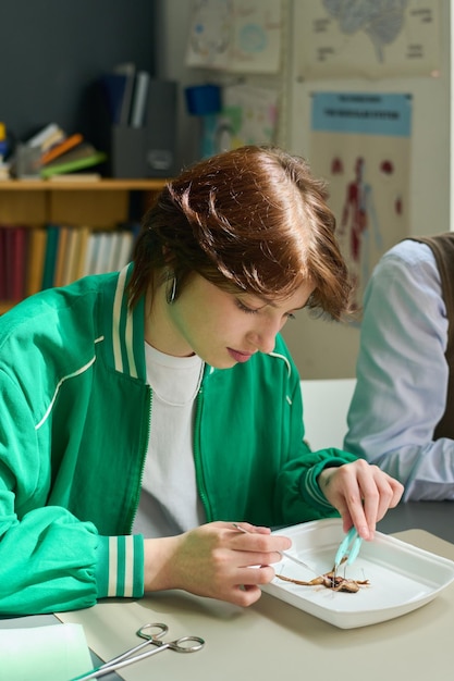 Tiener schoolmeisje met behulp van stalen chirurgische instrumenten tijdens het ontleden van kikker