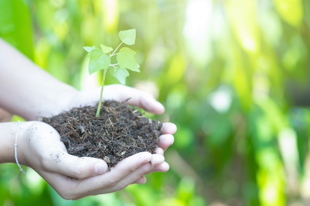 Tienerhanden die de zaailingen in de grond planten. Landbouwer die Jonge plant, de nieuwe het levensgroei houdt. Ecologie, geldbesparing, ontwikkeling of bedrijfsconcept.