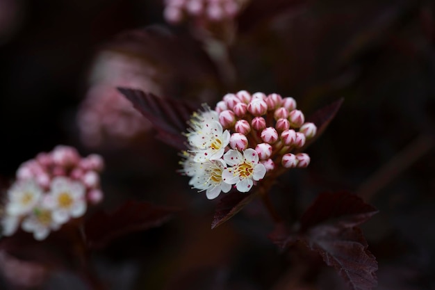 Tientallen witte bloemen van Physocarpus opulifolius met paarse bladeren in mei