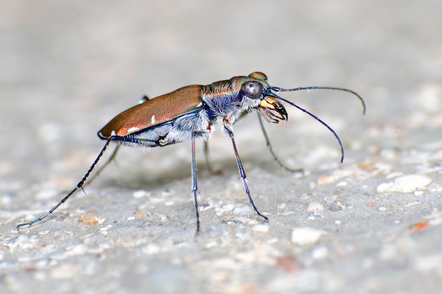 Primo piano di macro di cicindelidae degli scarabei di tigre