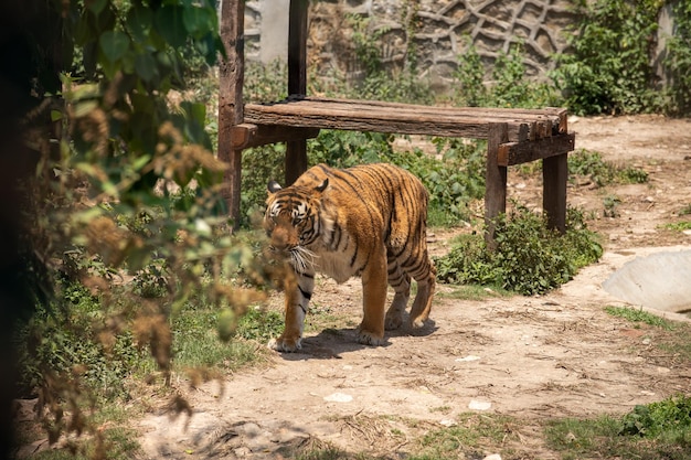 Photo tiger bengal himal