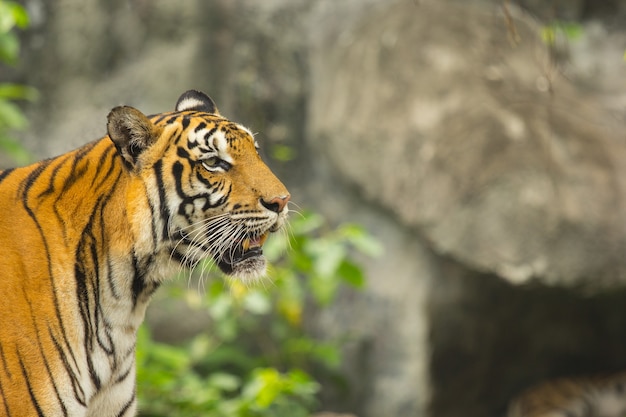 Tiger Bengalen jager in de natuur.