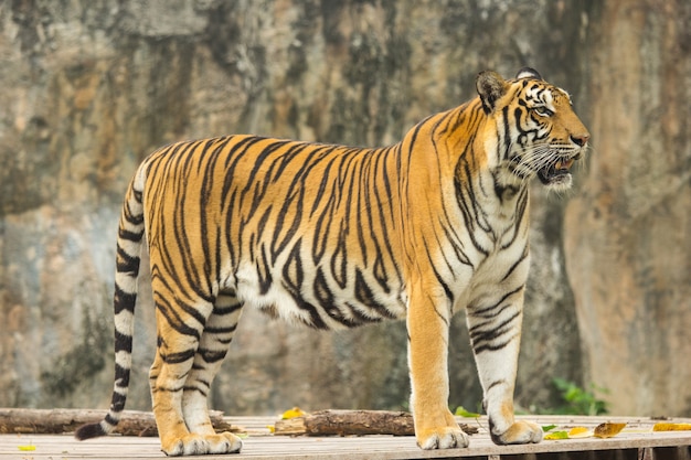 Tiger Bengalen jager in de natuur.