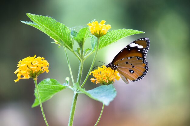 호랑이 나비 또는 Danaus chrysippus 나비라고도 하는 꽃 식물에 쉬고 있는 나비