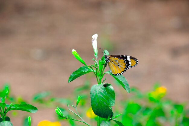 トラの蝶または花の植物の上に休むダナウスクリシッパス蝶としても知られています