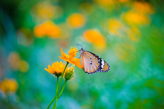 Tiger butterfly on the Flower Plant