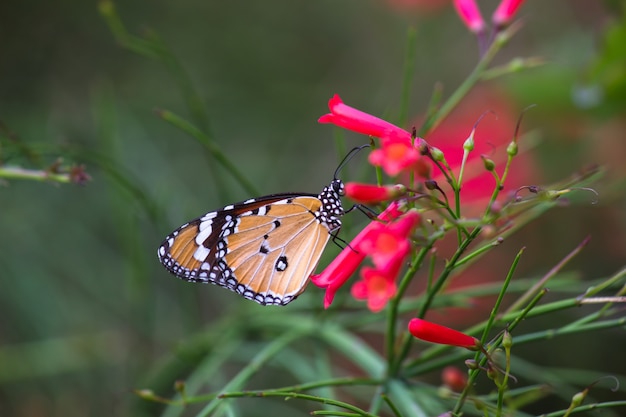 Tiger Butterfly on the Flower Plants