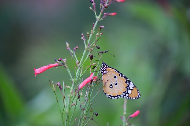 Tiger Butterfly op de bloeminstallatie