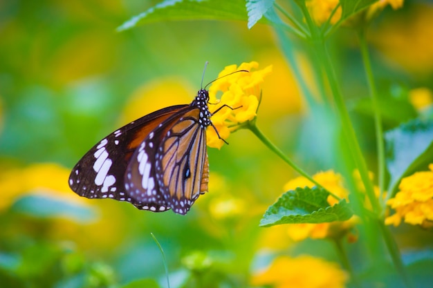 Tiger butterfly