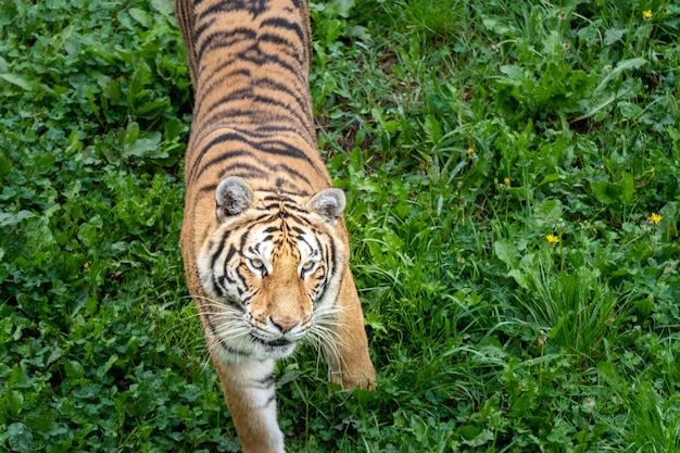 Foto tigre a cabarcenos cantabria spagna