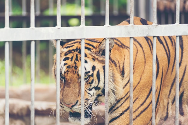 Tiger in a cage