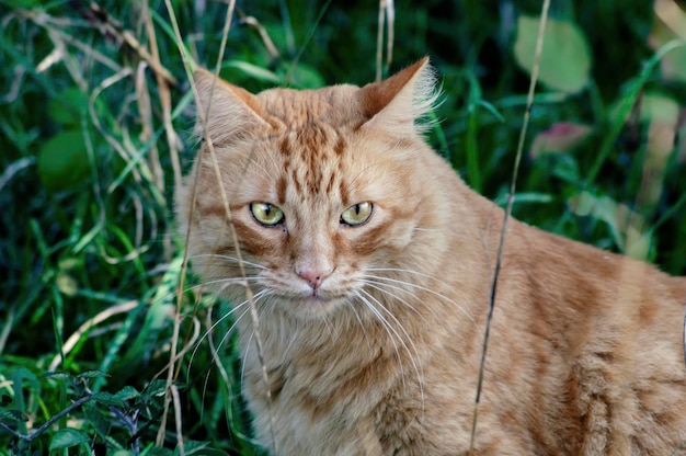 Foto gatto tigre nel bosco