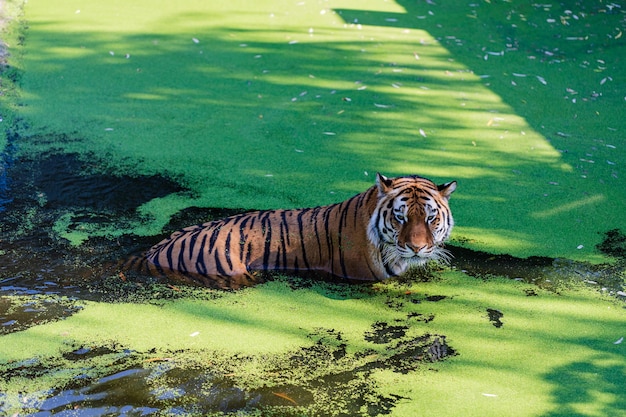 プールで身も凍るトラ。動物園の虎