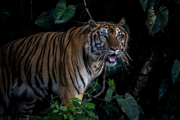 タイガー クローズ アップ ショット動物の肖像画