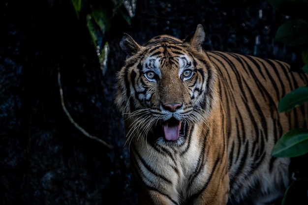 タイガー クローズ アップ ショット動物の肖像画