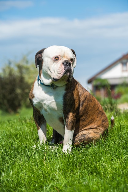 Tiger coat american bulldog dog portrait outside