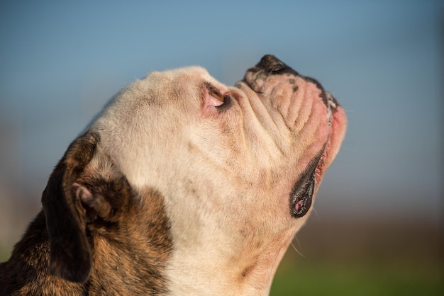 Photo tiger coat american bulldog dog portrait outside