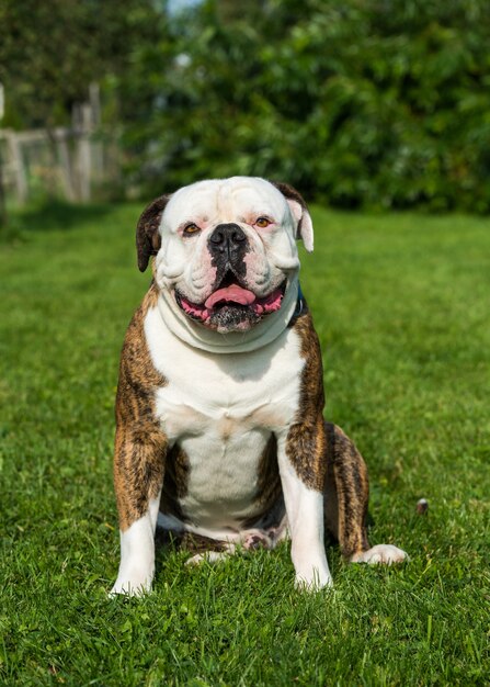 Tiger coat American Bulldog dog portrait in the yard