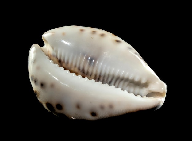 Photo tiger cowrie seashell on a black background