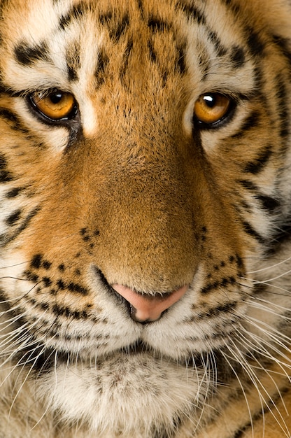 Tiger cub (5 months) in front on a white isolated