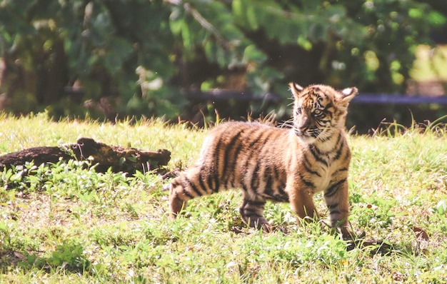 Photo tiger cub on grassy field during sunny day