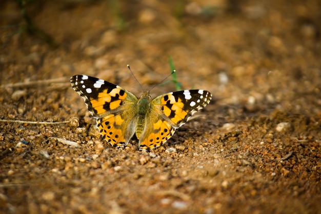 땅에 앉아 있는 Tiger Danaus chrysippus 나비