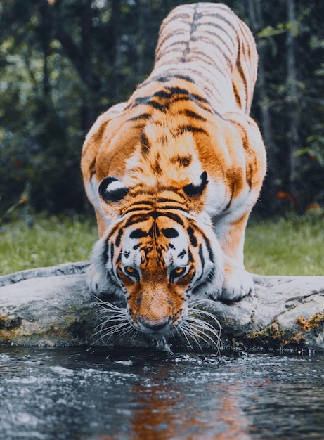 写真 池から水を飲んでいる虎