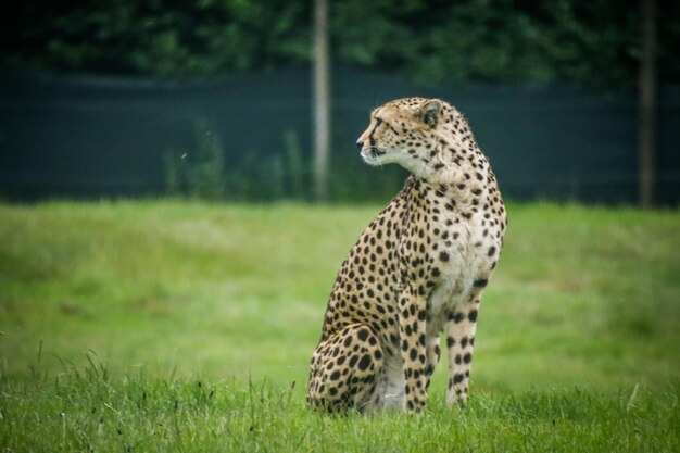 Foto tigre in un campo