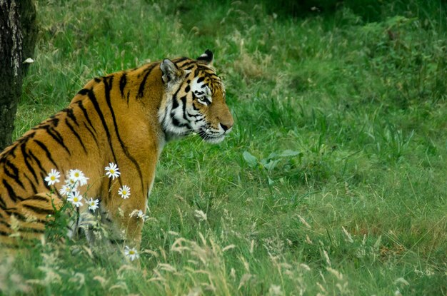 Photo tiger on field