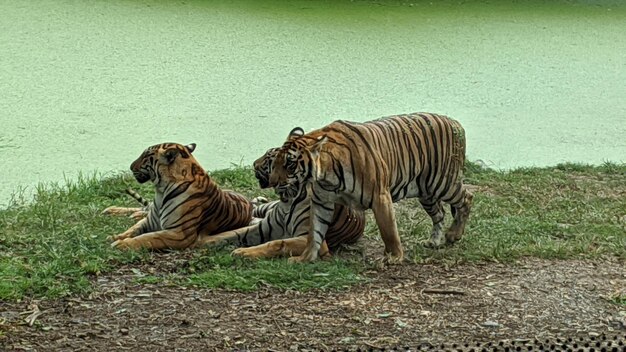 Foto tigre in un campo