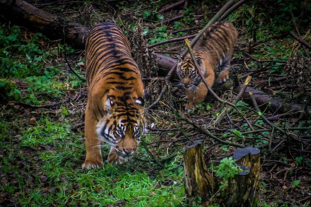 Foto tigre sul campo