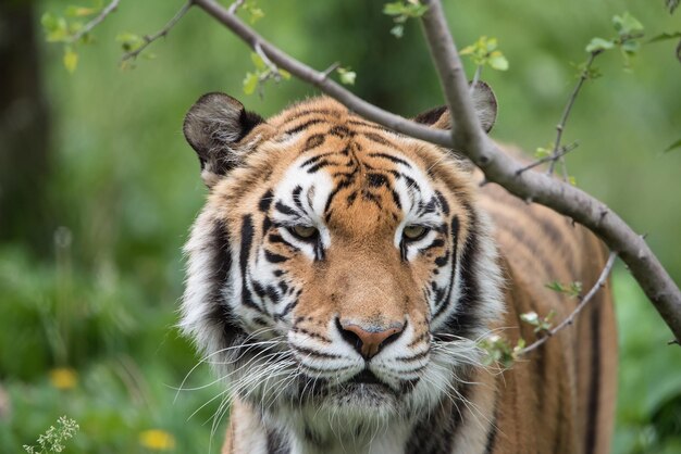 Tiger in forest