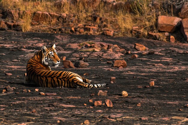 Photo tiger in a forest