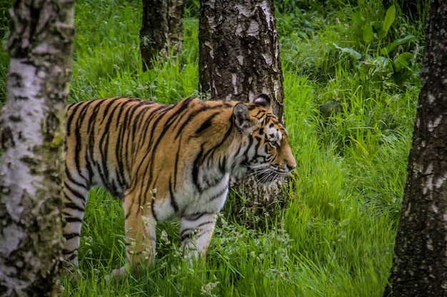 Photo tiger in a forest