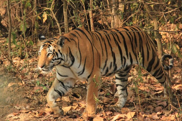 Photo tiger in a forest