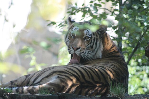 Tiger in a forest