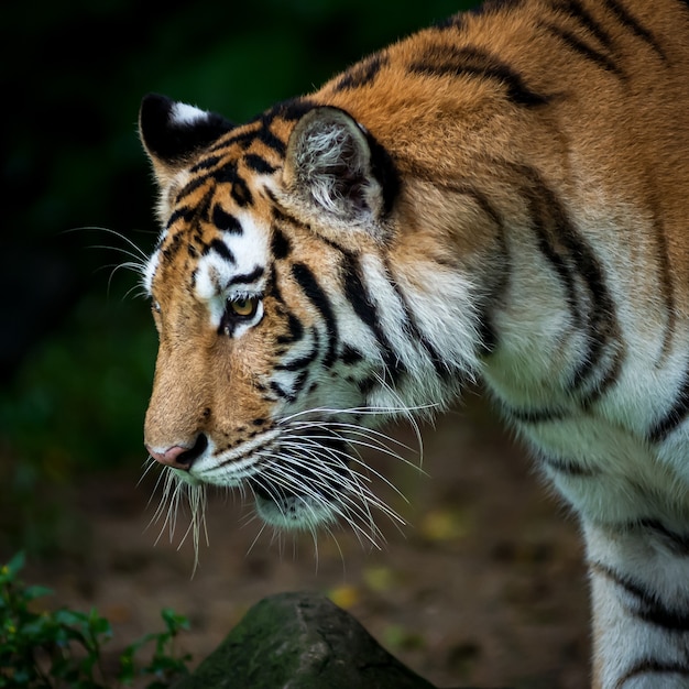 tiger in the forest