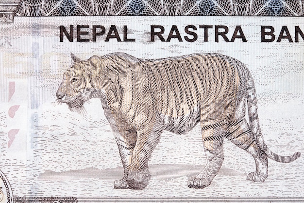 Tiger from Nepalese rupee