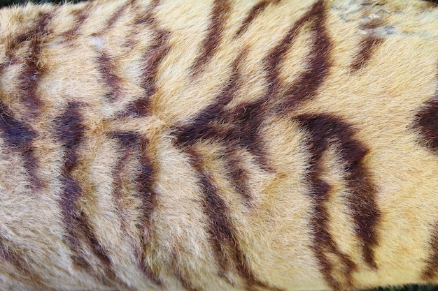 Tiger fur background